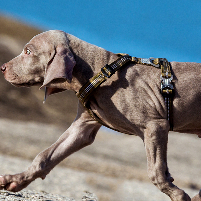 TRUELOVE Pet Harness Vest Ches - Reflective Jacket Running ulasan dan harga
